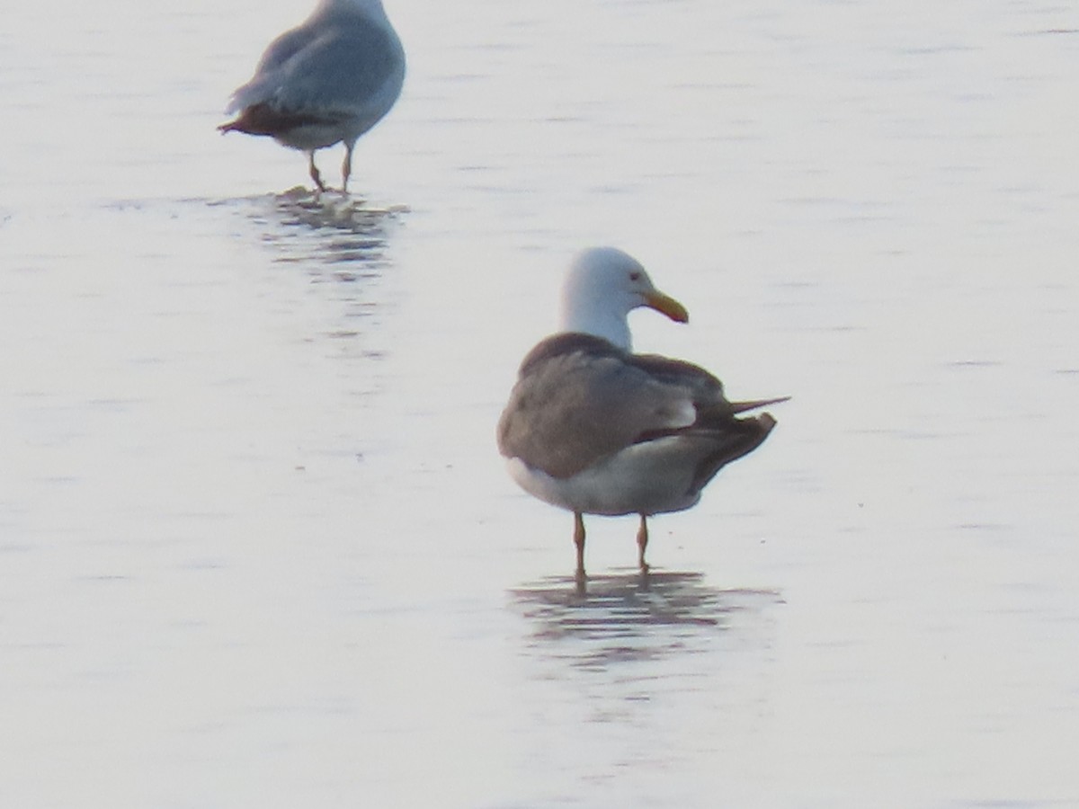California Gull - ML450713051