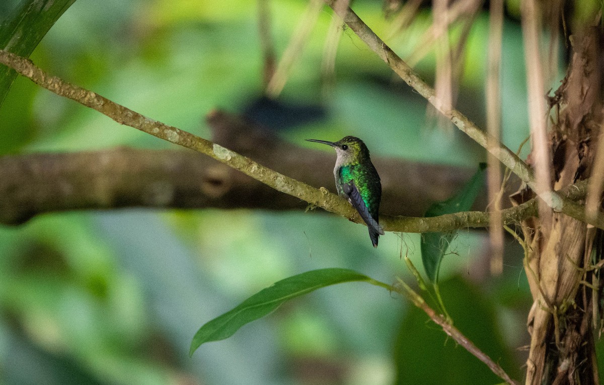kolibřík vidloocasý (ssp. venusta/townsendi/colombica/rostrifera) - ML450714231