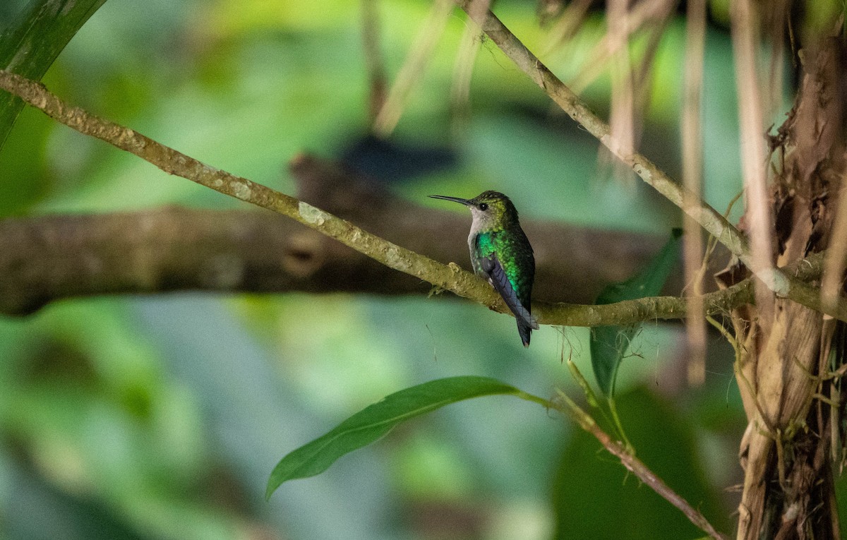 glansdryade (Violet-crowned Woodnymph) - ML450714231