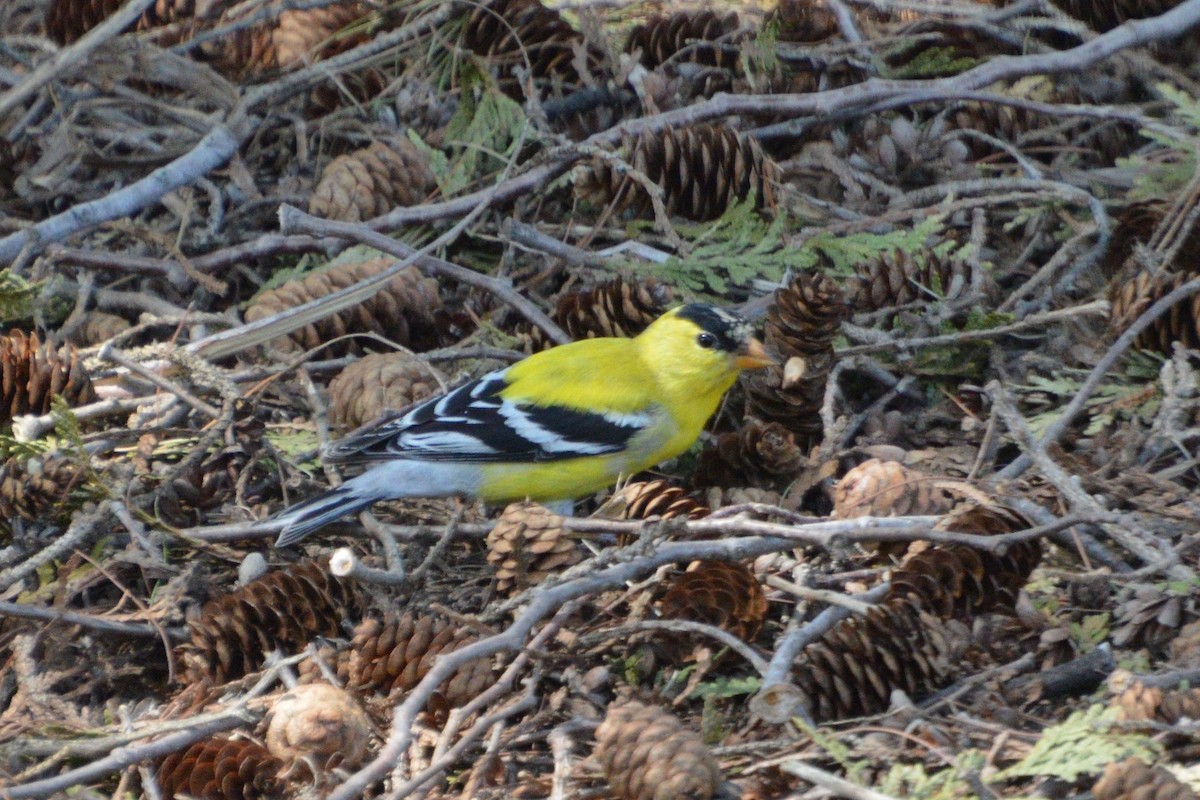 American Goldfinch - Cheryl Hubert