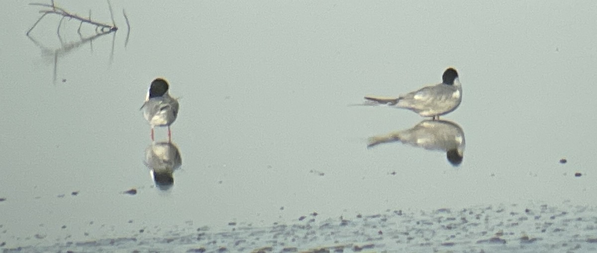 Common Tern - ML450718101