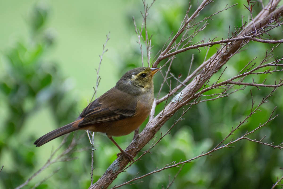 Gray-throated Warbling Finch - Marcos Eugênio Birding Guide