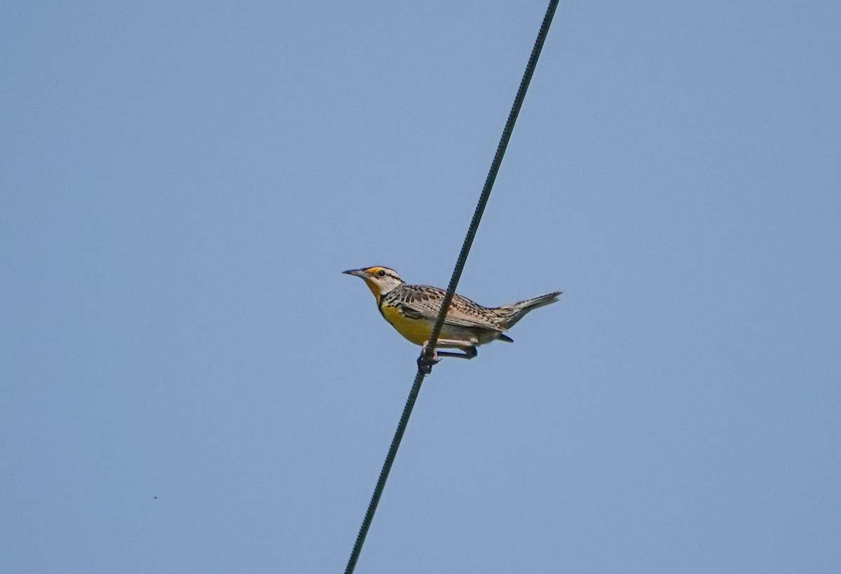 Eastern Meadowlark - ML450719251