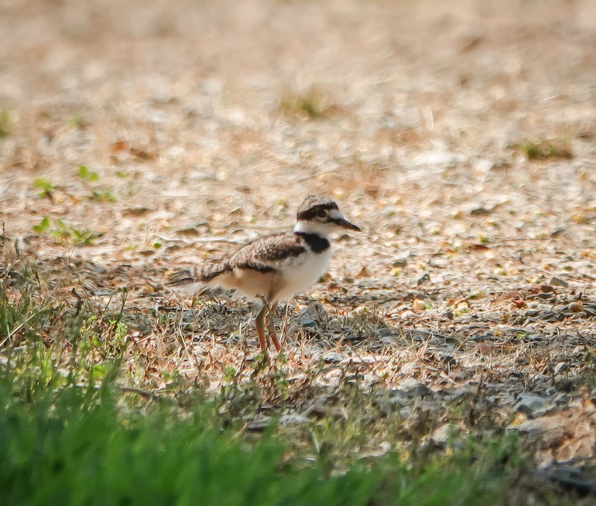 Killdeer - ML450719281