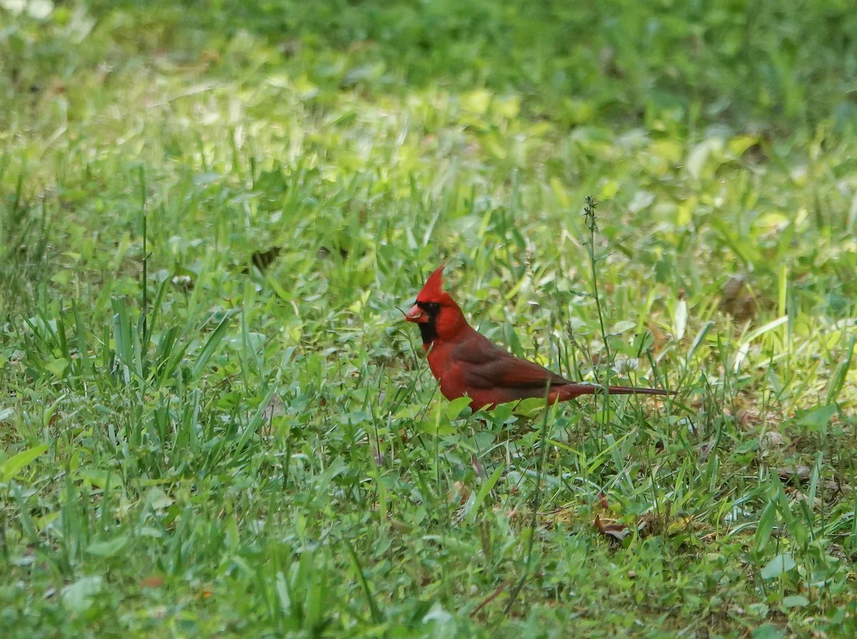 Northern Cardinal - ML450719311