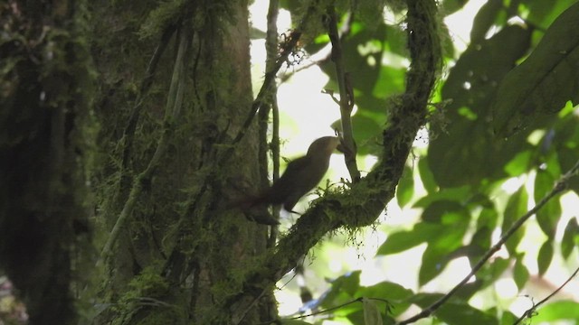 Chiriqui Foliage-gleaner - ML450719851