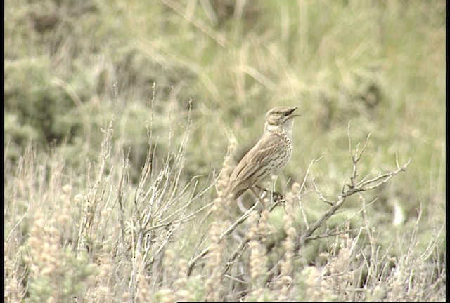 Sage Thrasher - ML450720