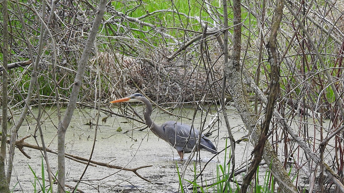 Great Blue Heron - Carol Harvey