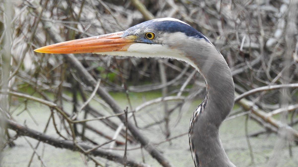 Great Blue Heron - Carol Harvey