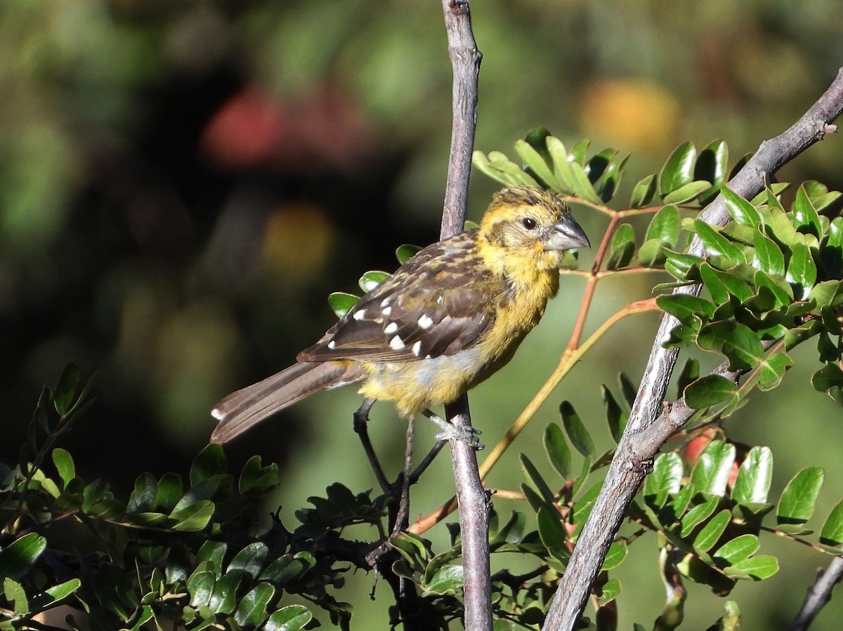 Golden Grosbeak - ML450722081