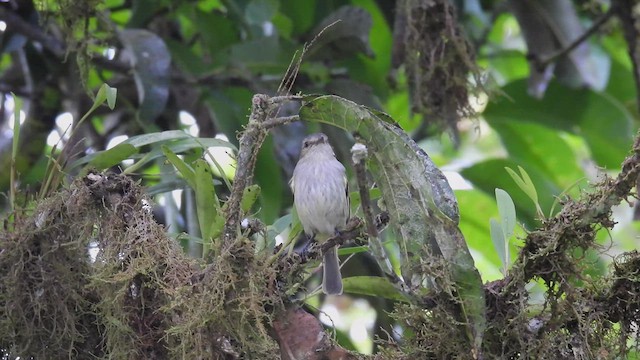 Mistletoe Tyrannulet - ML450723181