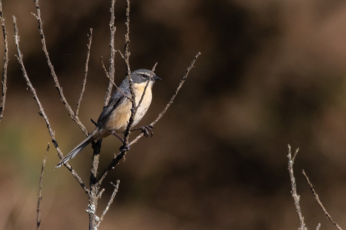 Long-tailed Reed Finch - ML450723301