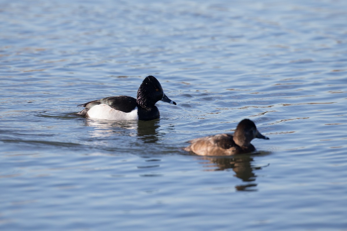 Ring-necked Duck - ML45072331