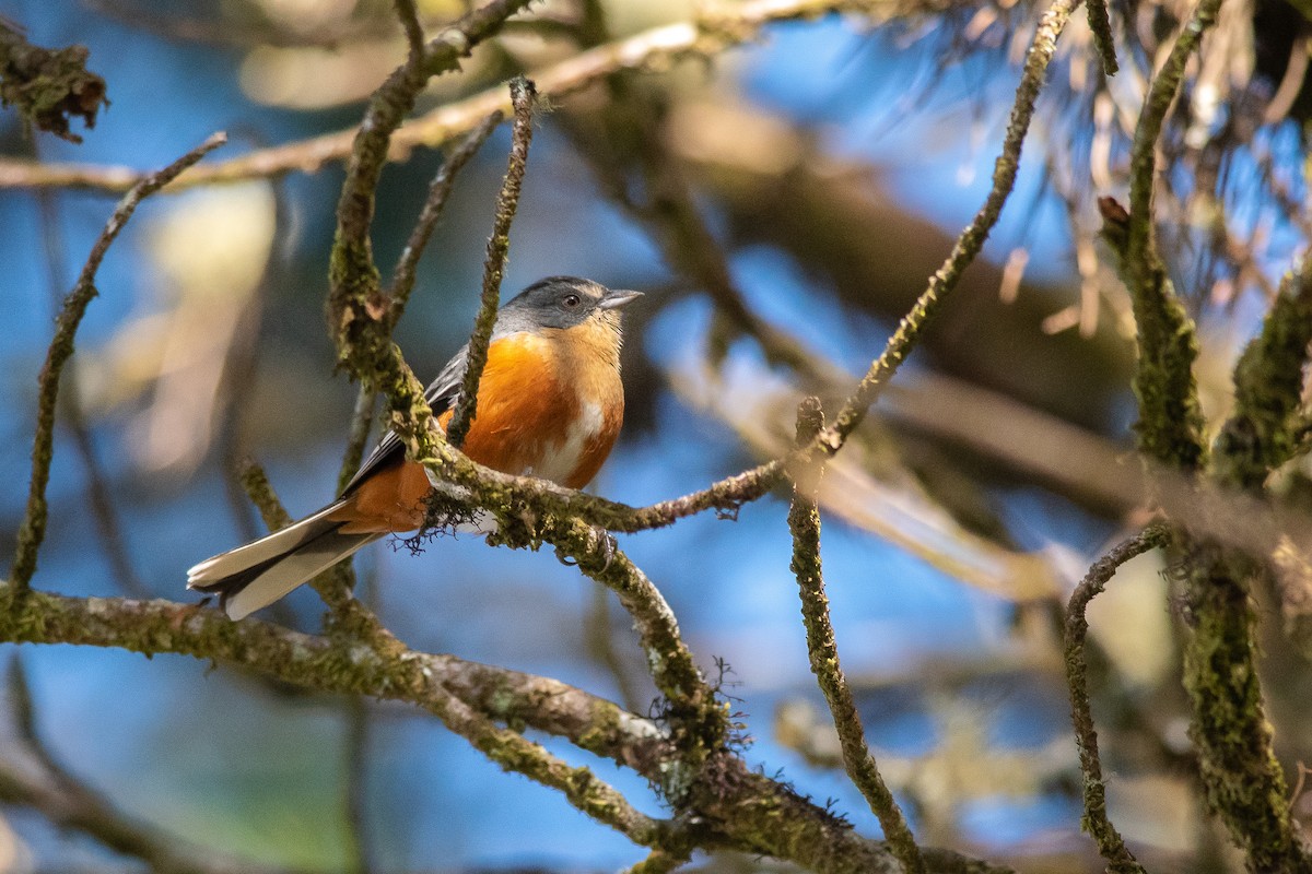 Buff-throated Warbling Finch - ML450723311