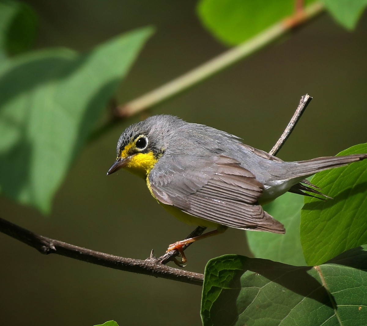 Canada Warbler - ML450723321