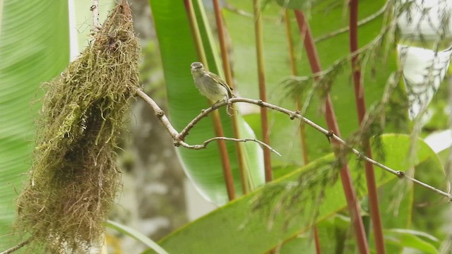 Yellow-olive Flatbill - ML450723511