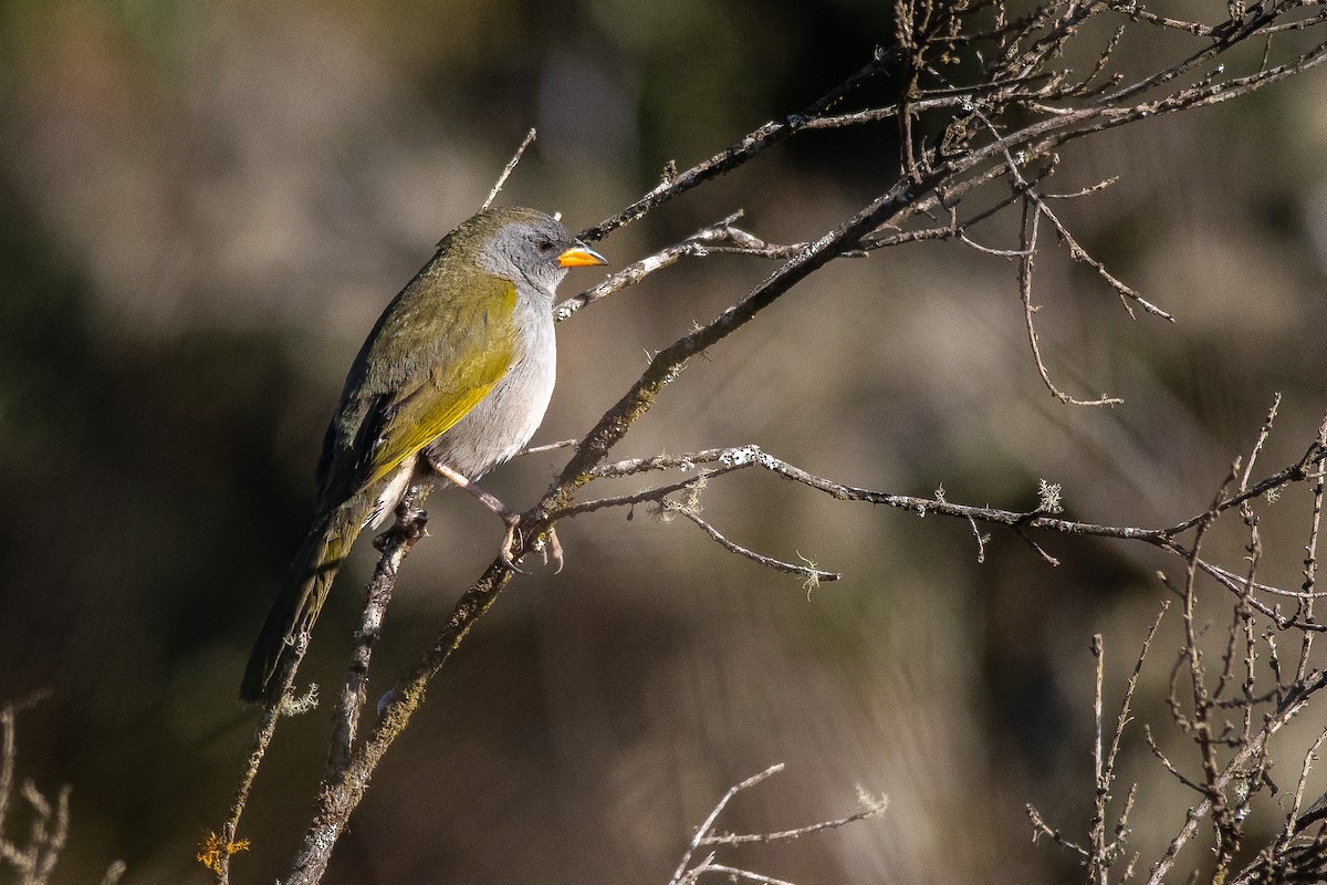 Great Pampa-Finch - ML450723561