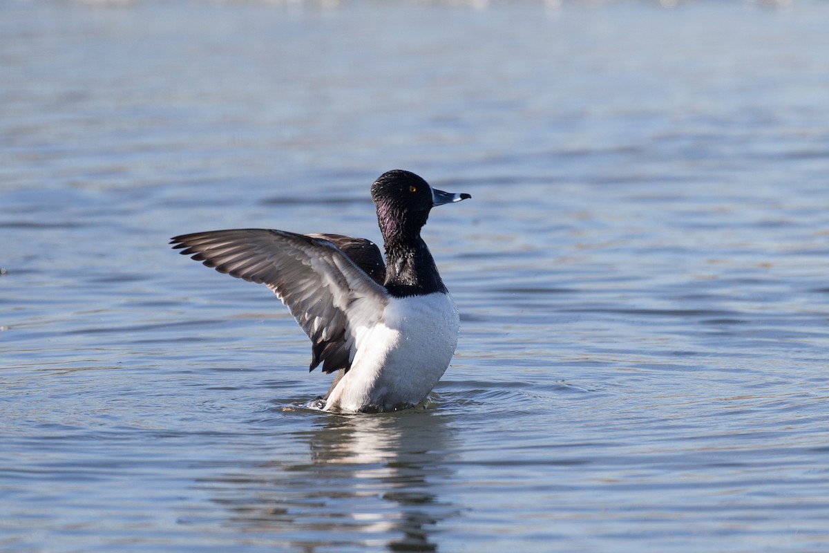 Ring-necked Duck - ML45072371