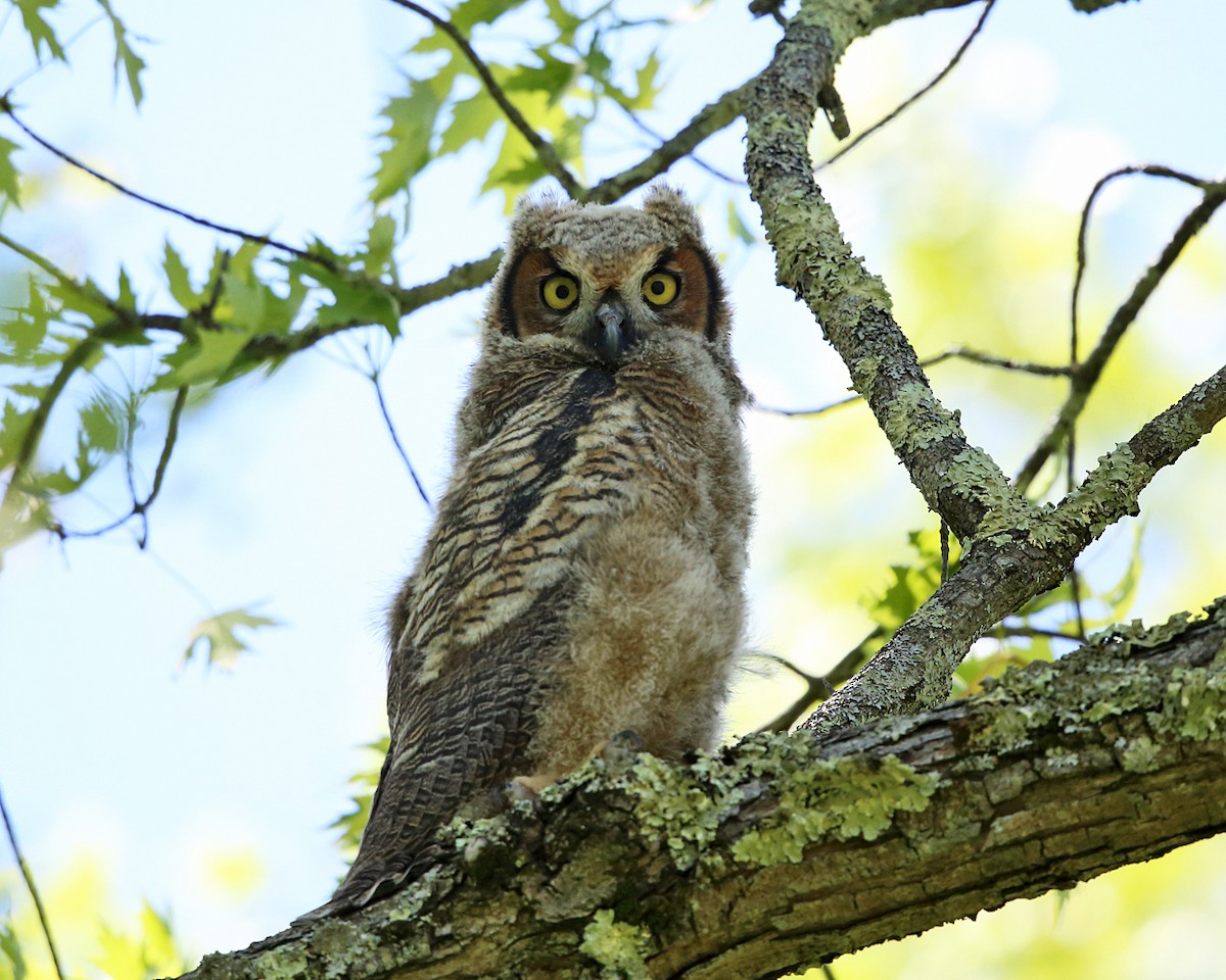 Great Horned Owl - ML450723941