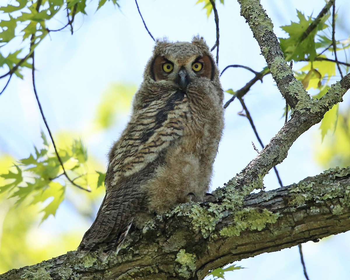 Great Horned Owl - ML450723991