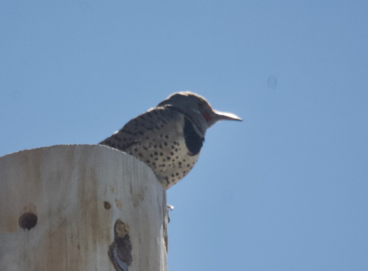 Northern Flicker (Red-shafted) - ML450725791