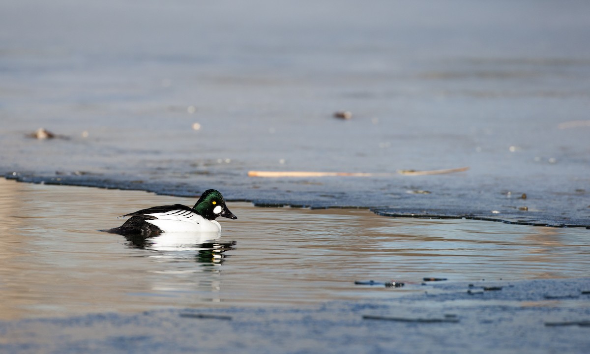 Common Goldeneye - Jessie Barry