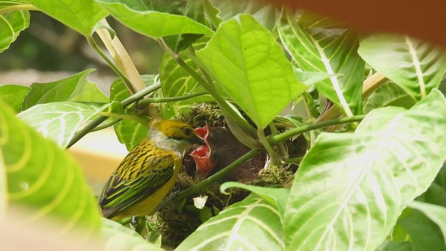 Silver-throated Tanager - ML450727331