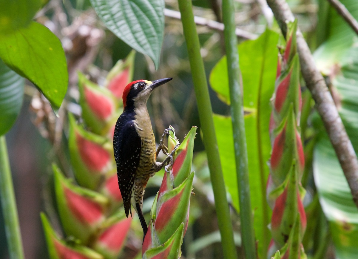 Black-cheeked Woodpecker - ML45072781