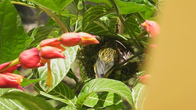 Silver-throated Tanager - ML450728371
