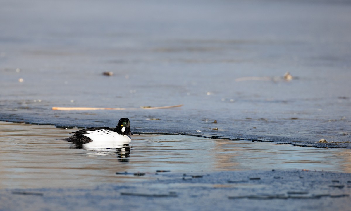 Common Goldeneye - ML45073031