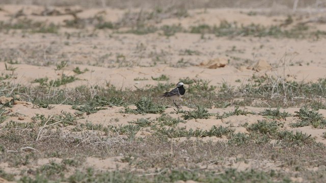 White Wagtail - ML450731741