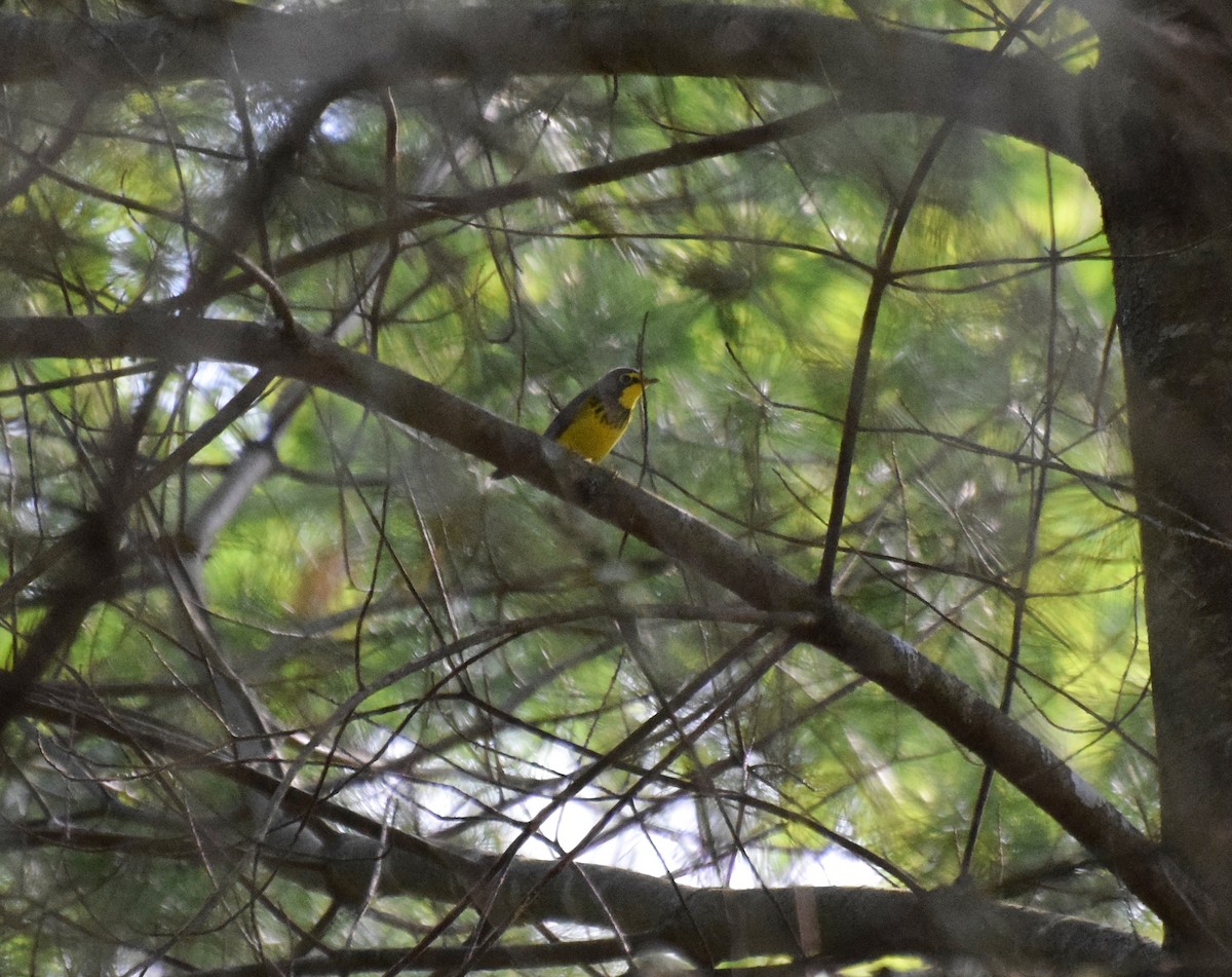 Canada Warbler - ML450732101