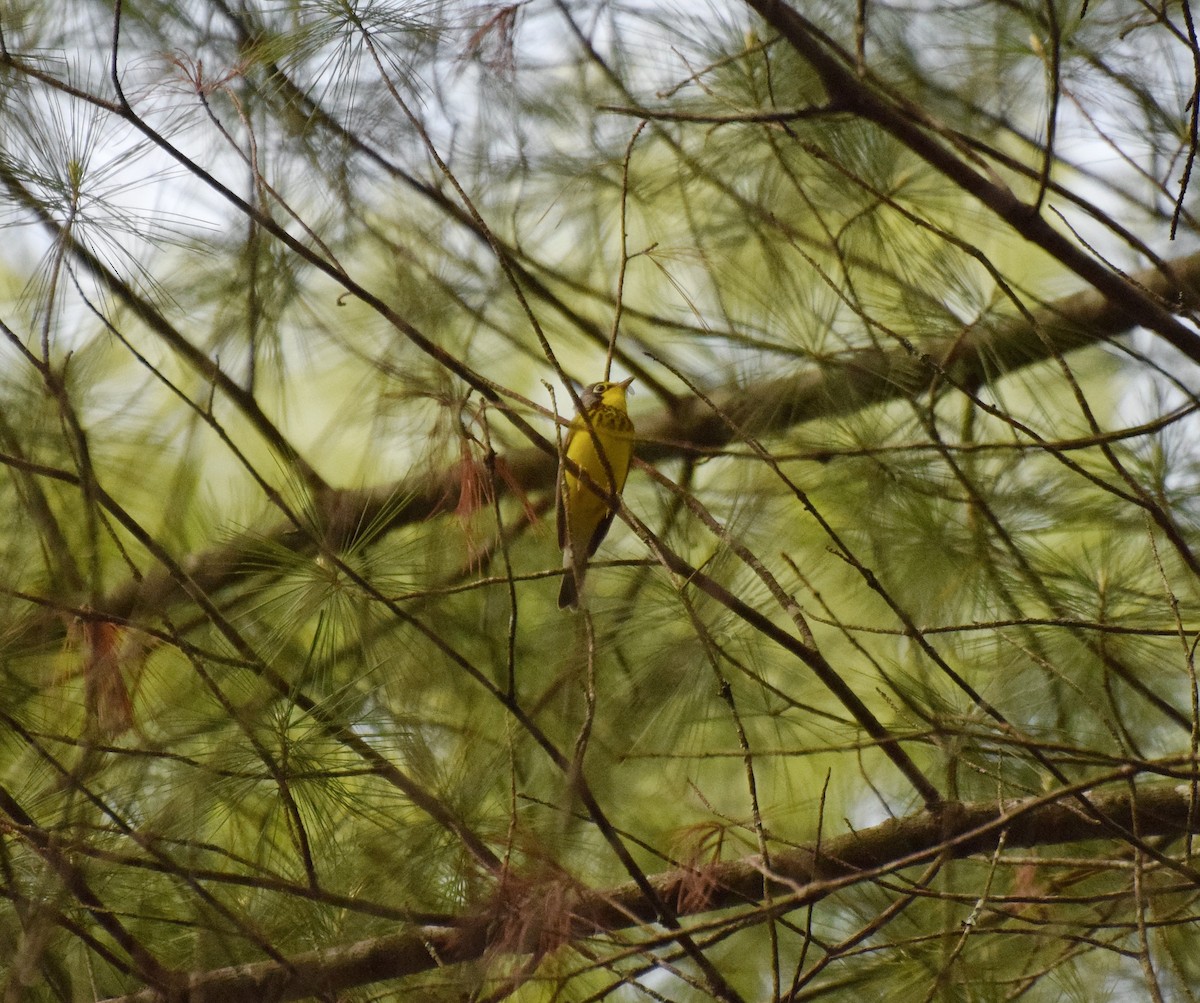 Canada Warbler - ML450732111