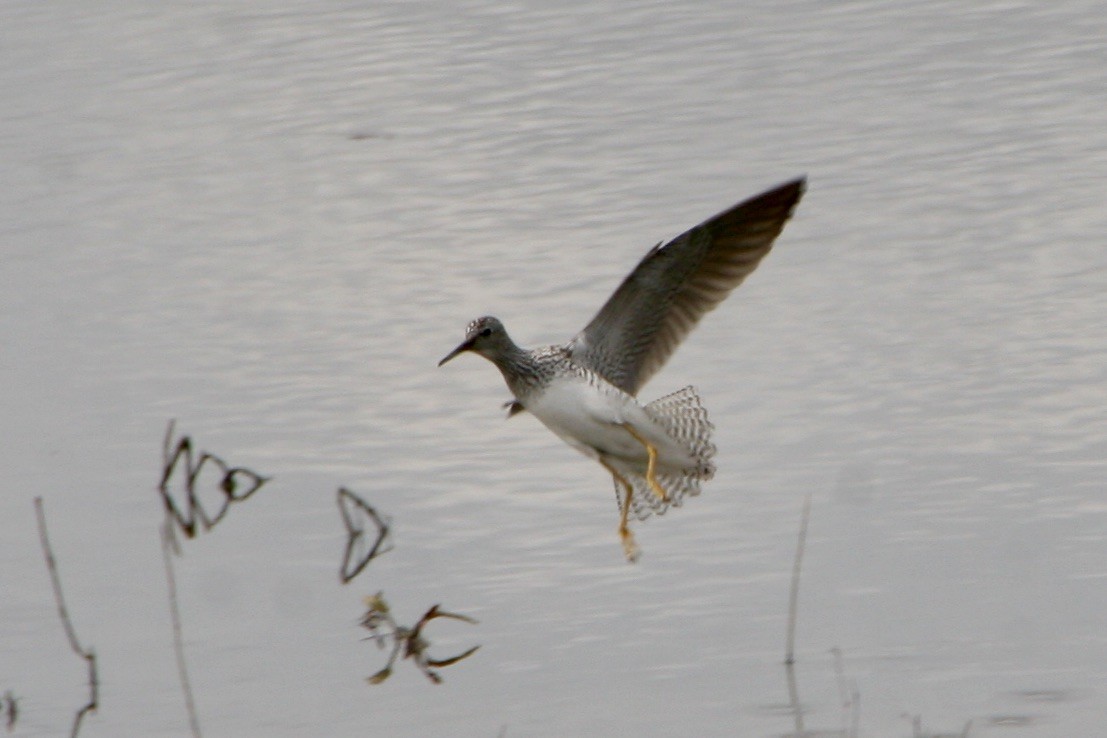 Lesser Yellowlegs - ML450733341