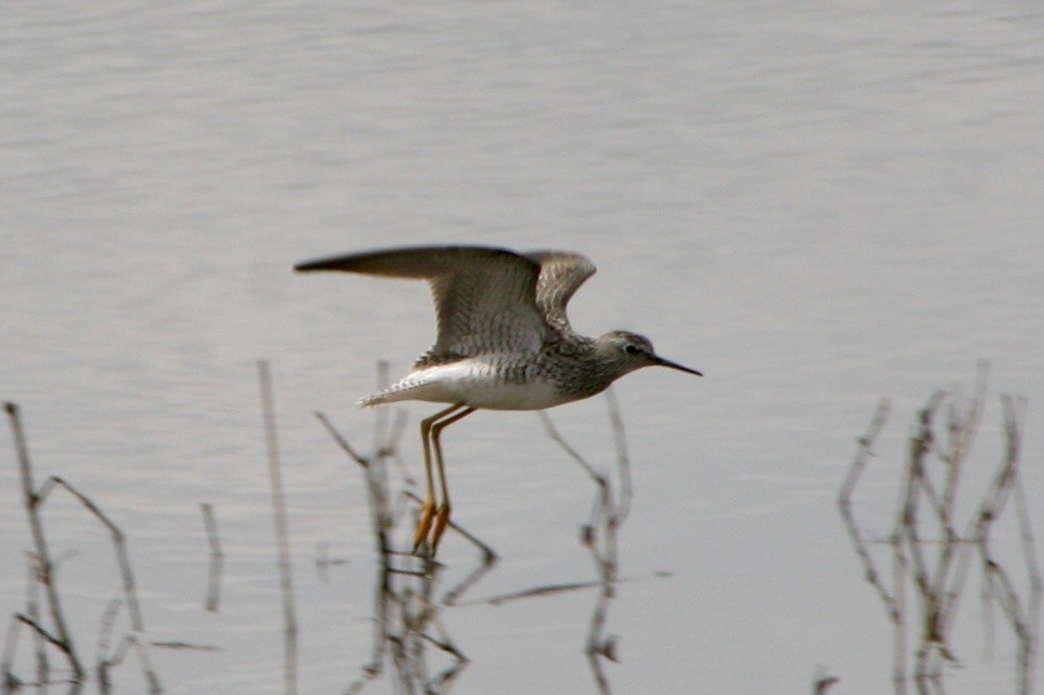 Lesser Yellowlegs - ML450733351