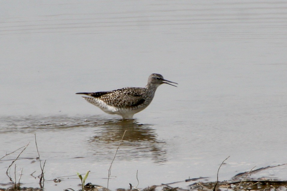 Lesser Yellowlegs - ML450733361