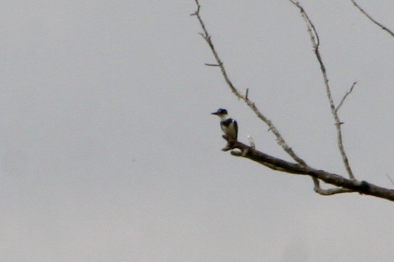 Belted Kingfisher - ML450733411