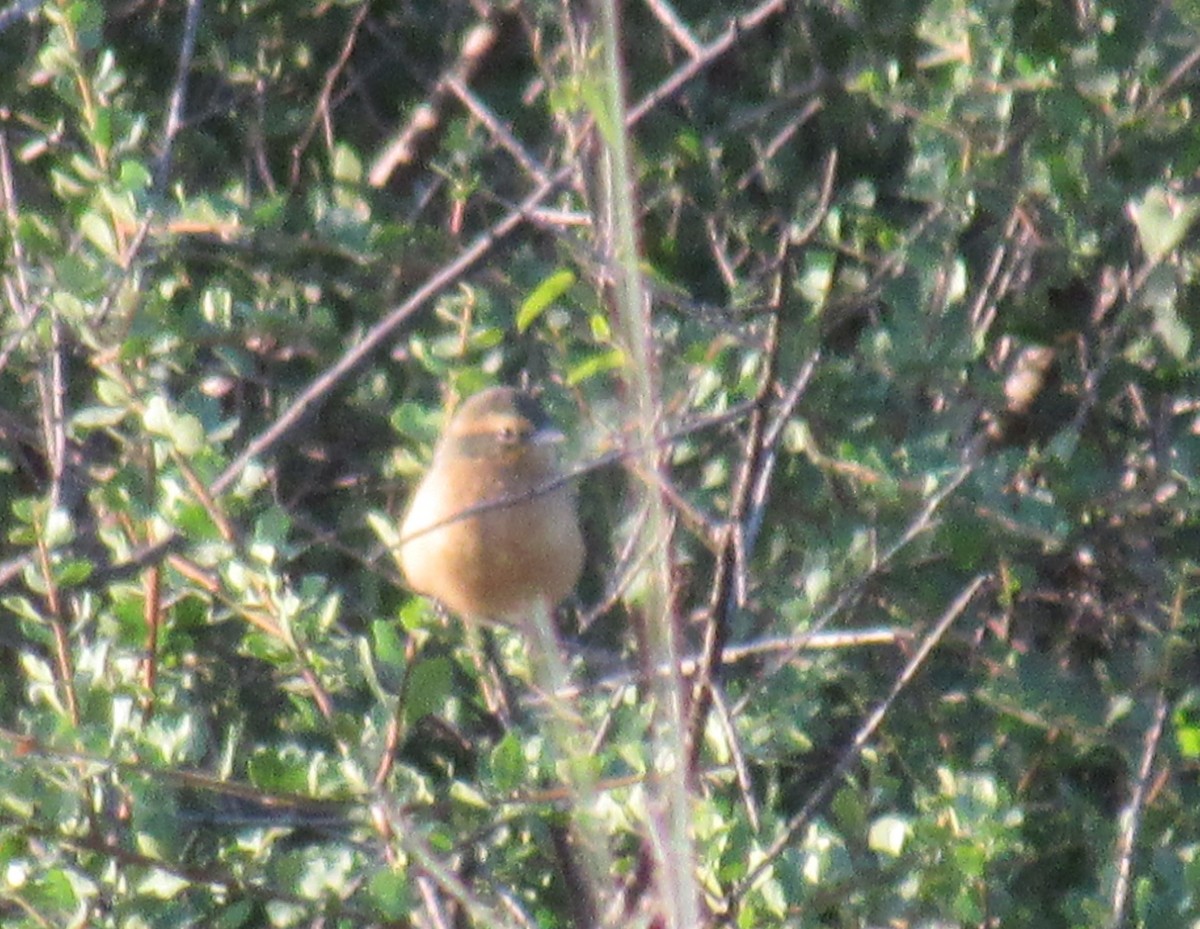 Cinnamon Warbling Finch - ML450734381