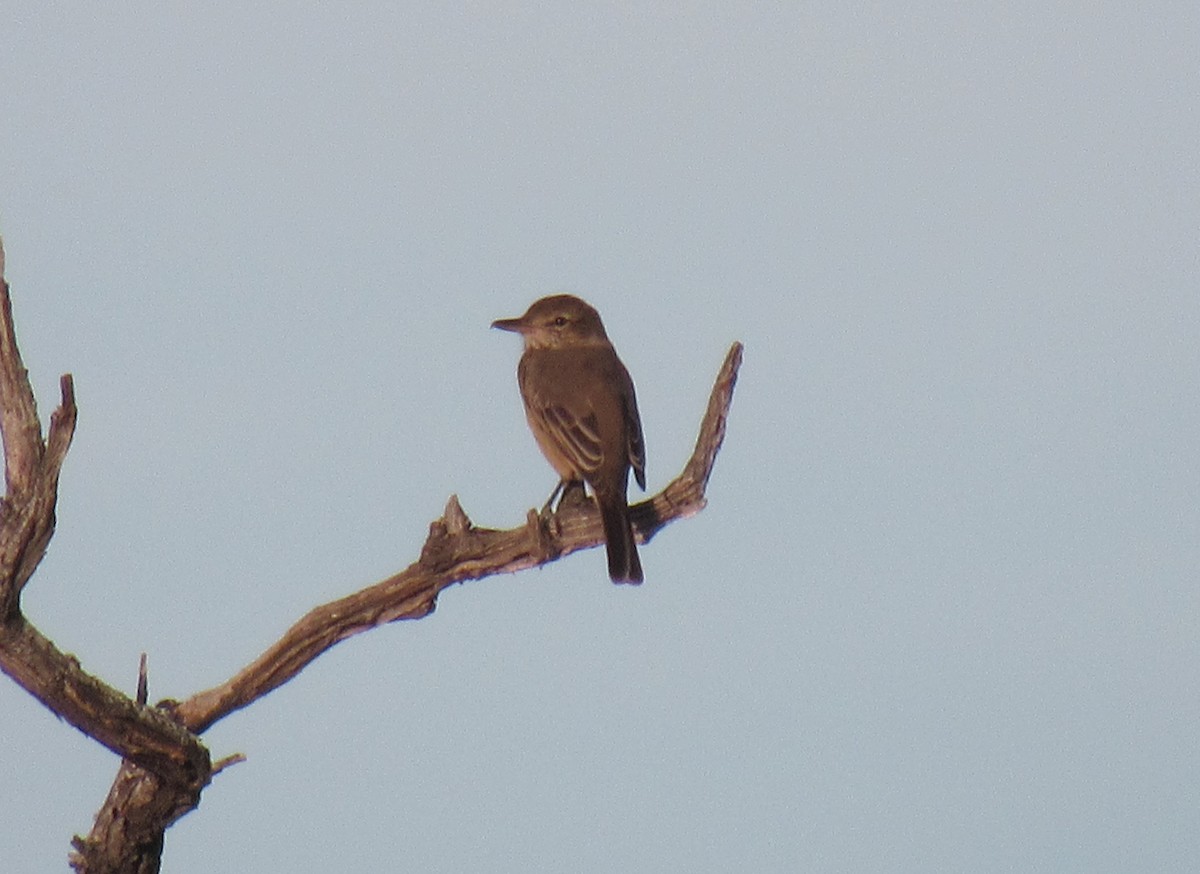 Gray-bellied Shrike-Tyrant - ML450734931