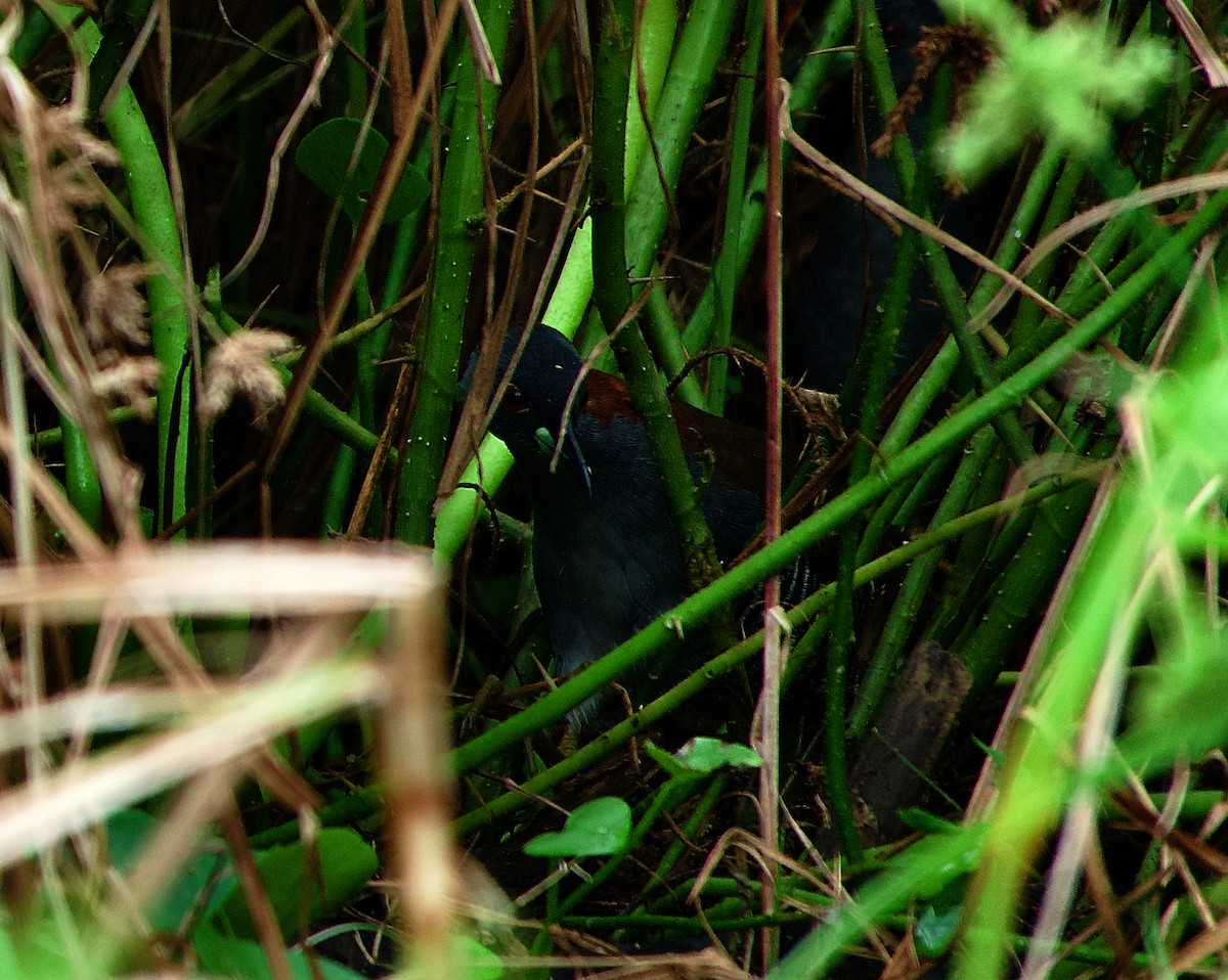 Gray-breasted Crake - ML450735151