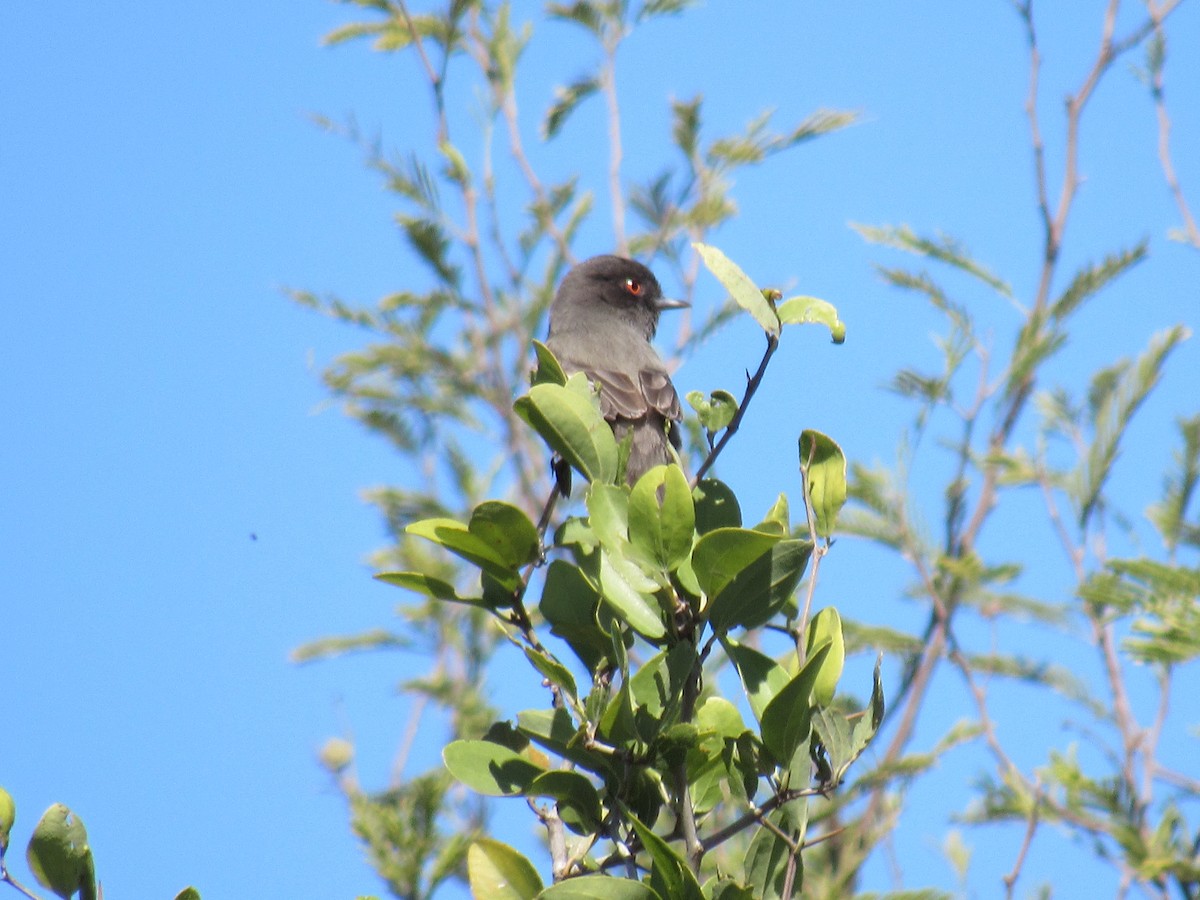 Cinereous Tyrant - ML450735321