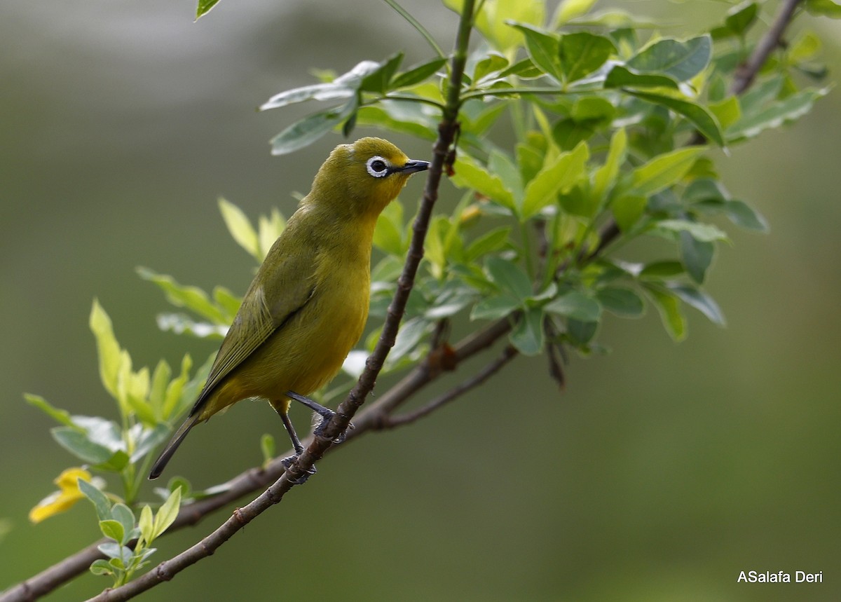 Northern Yellow White-eye (jacksoni/gerhardi) - ML450735471