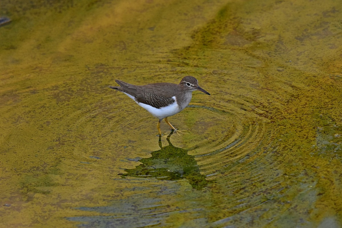 Spotted Sandpiper - ML45073561