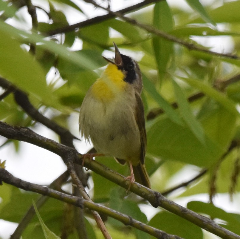 Common Yellowthroat - ML450735951