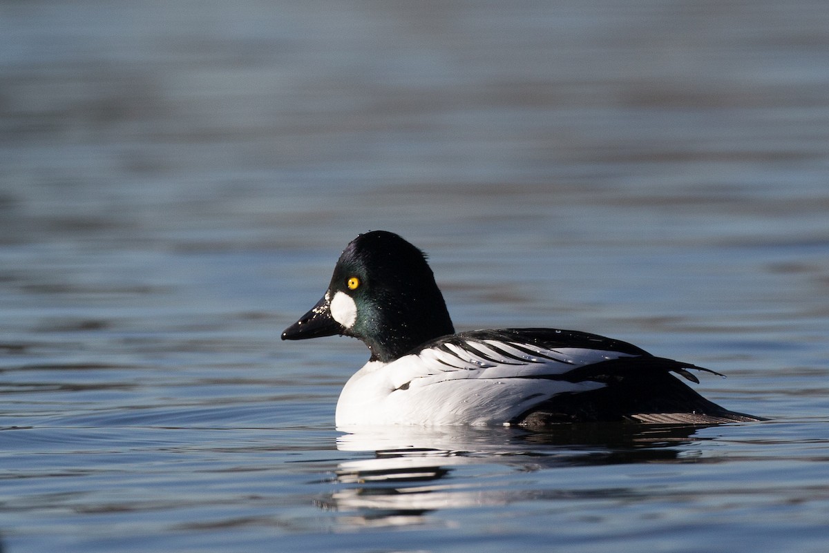 Common Goldeneye - ML45073611