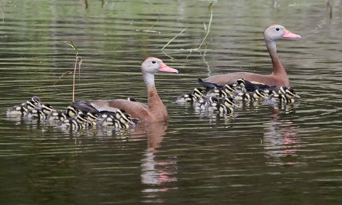 Black-bellied Whistling-Duck - Jeff Osborne