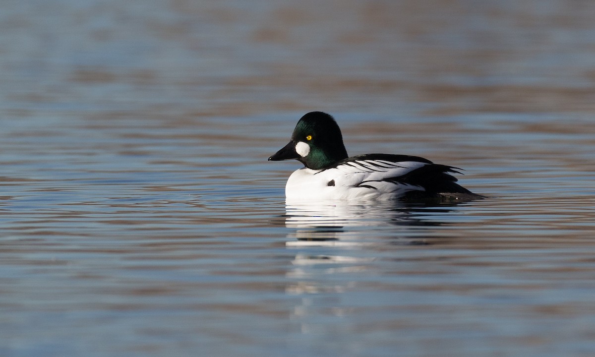 Common Goldeneye - ML45073671