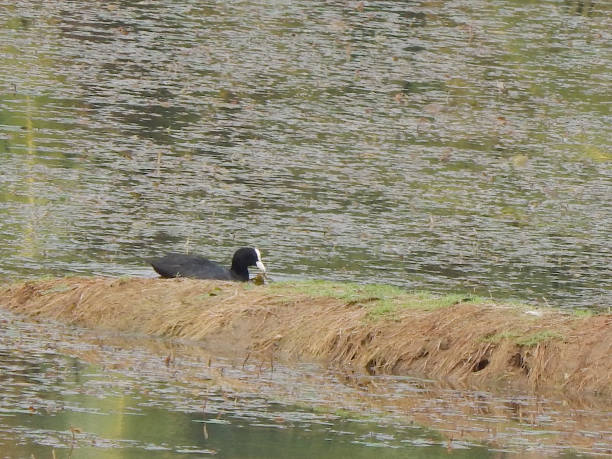 Eurasian Coot - ML450737231