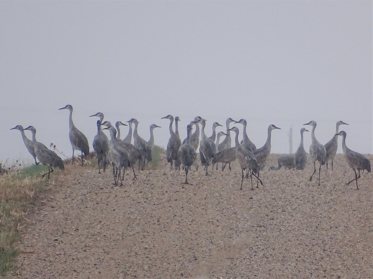 Sandhill Crane - ML450738021