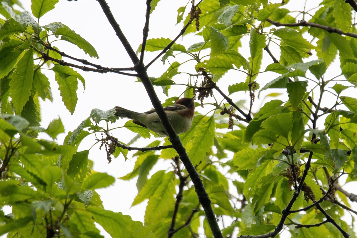 Bay-breasted Warbler - ML450738141